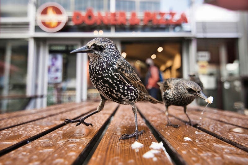 Starlings finding some human leftovers in Germany.