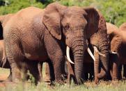 Elephants in Addo National Park in Addo, South Africa.