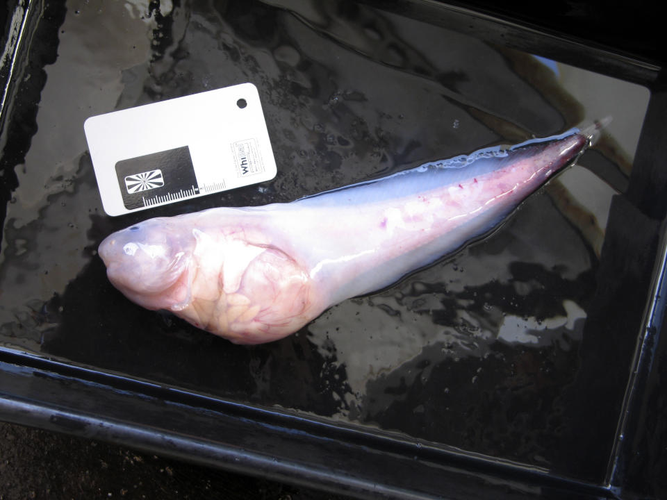 This photo taken in late 2011 and released by University of Aberdeen, shows a hadal snailfish that was caught in a trap at a depth of 7,000 meters in the Kermadec Trench near New Zealand. Scientists say the snailfish are providing new insights into how deep fish can survive. (AP Photo/University of Aberdeen) MANDATORY CREDIT