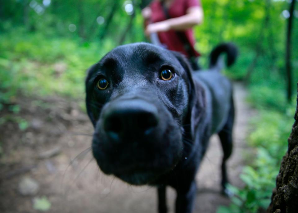 Des Moines Register journalist Lee Rood walks Molly Beans, her 1.5-year-old husky/lab mix, along a trail at the Greenwood Ashworth Park behind the Ashworth Pool in Des Moines on Wednesday, June 8, 2022. Greenwood Ashworth Park is located just north of Water Works Park.