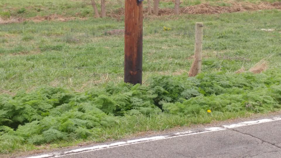Poison hemlock found on a roadway in Fairfield County.