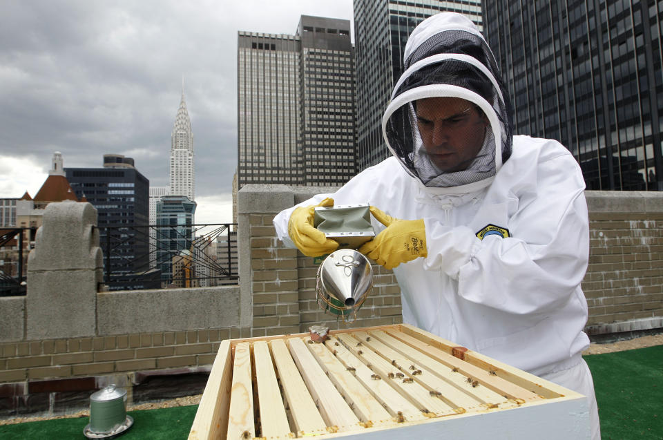 Waldorf Astoria hotel culinary director David Garcelon uses a smoker to calm honey bees residing in hives on the hotel's 20th floor roof in New York, Tuesday, June 5, 2012. The hotel, a favorite stopover for numerous presidents, plans to harvest its own honey and help pollinate plants in the skyscraper-heavy heart of the city, joining a mini beekeeping boom that has taken over hotel rooftops from Paris to Times Square. (AP Photo/Kathy Willens)
