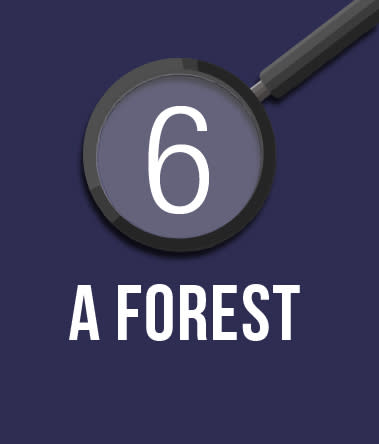 6. A Forest.