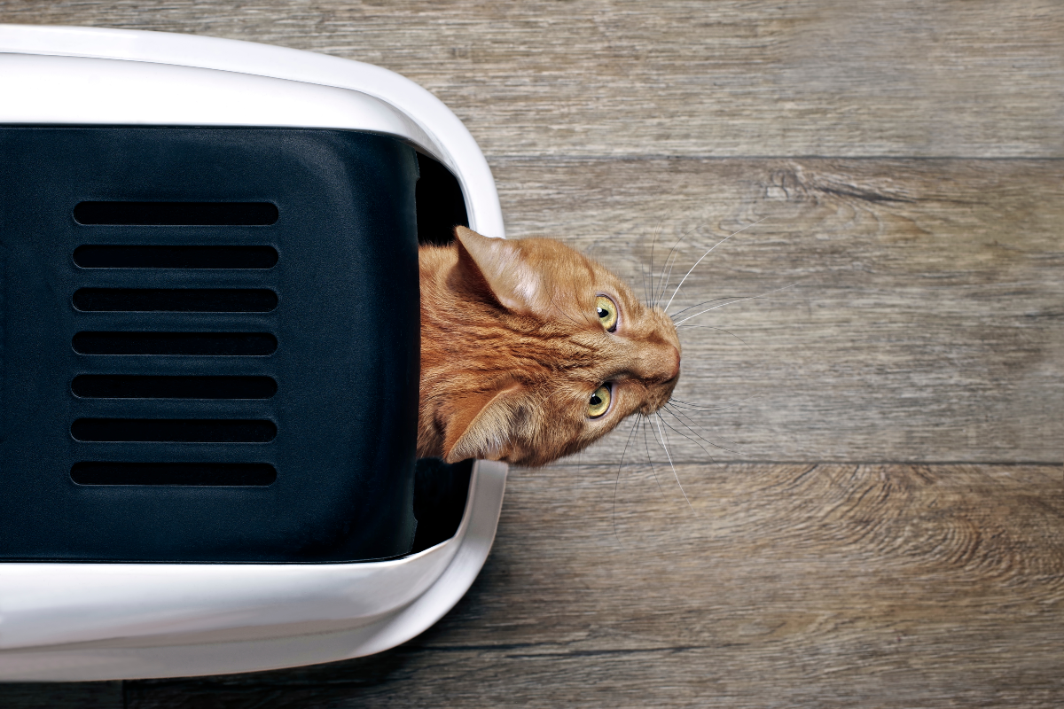 An orange cat peering out of an enclosed litter box<p>Lightspruch via Shutterstock</p>