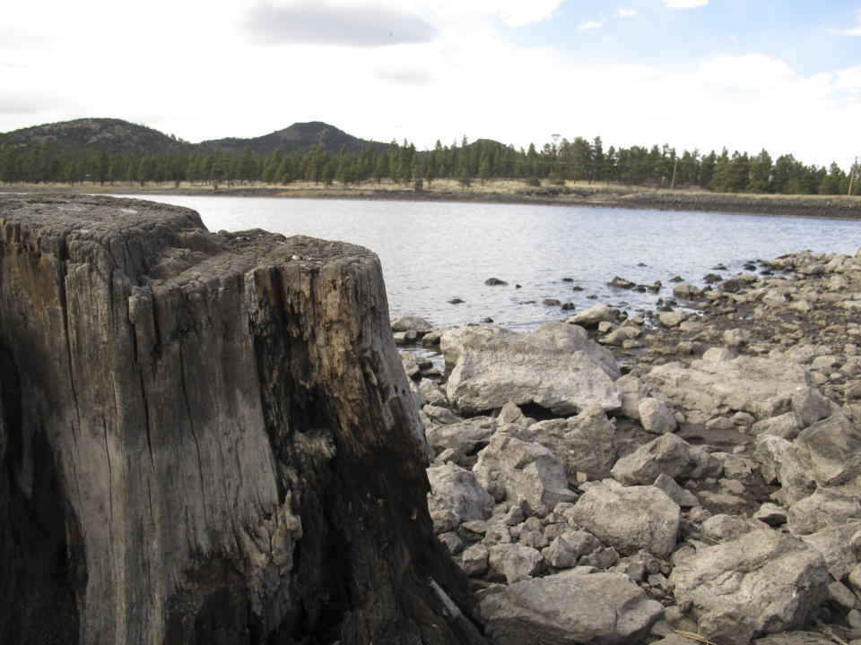 In this April 11, 2014 photo, low reservoir levels reveal tree stumps and a cracked lake bed in Williams, Ariz. Officials in Williams have declared a water crisis amid a drought that is quickly drying up nearby reservoirs and forcing the community to pump its only two wells to capacity.(AP Photo)