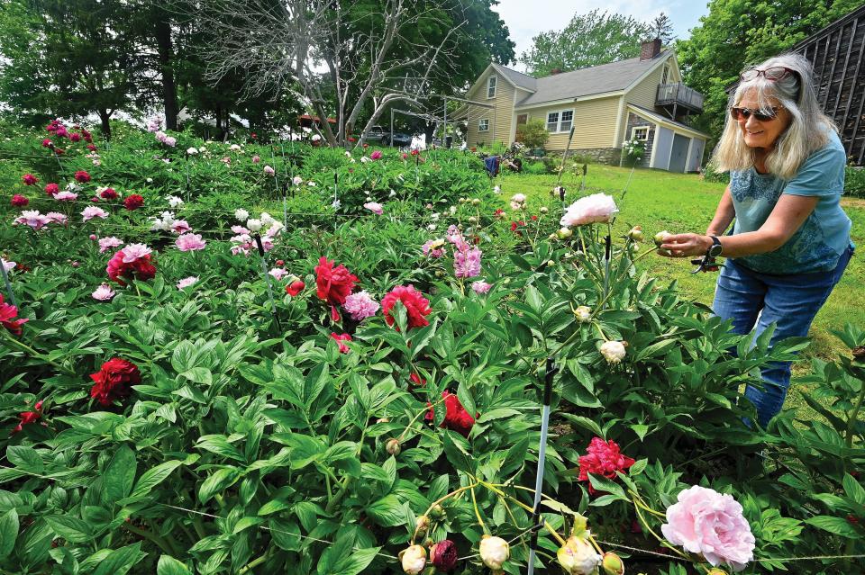 Kathy Birkebak of Birch Creek Flowers in New Hampshire deadheads peonies in the field.