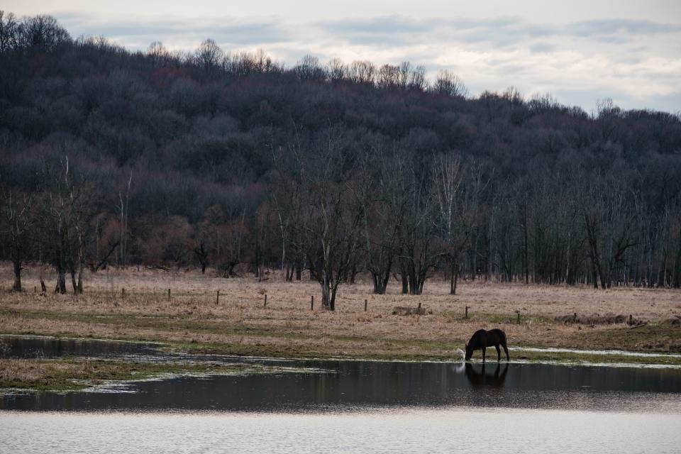 A horse splashes in the water in Wayne Township.