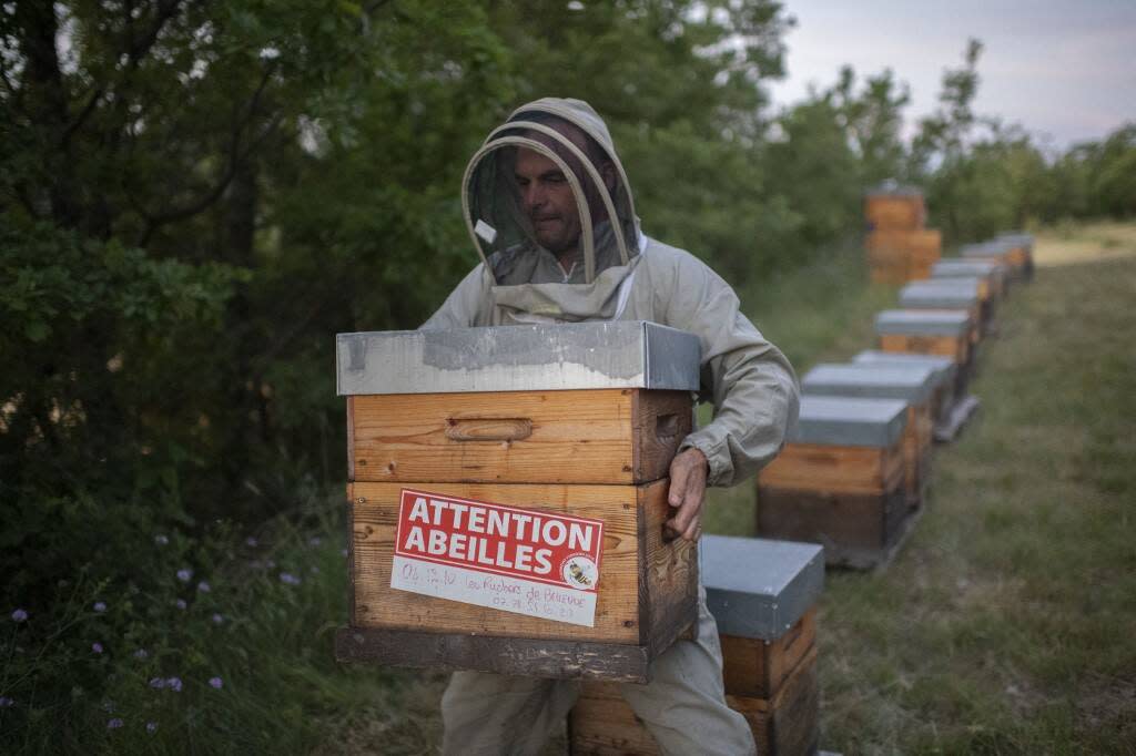 63 % des apiculteurs ont eu du mal à vendre leur récolte de miel de 2023, fait valoir la Fédération des associations de développement de l’apiculture (Ada France).