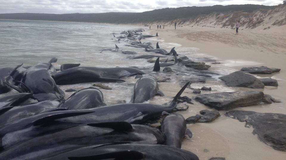 Mehr als 150 Kurzflossen-Grindwale strandeten am Strand von Hamelin Bay. Foto: Parks And Wildlife Service/WA DEPARTMENT OF BIODIVERSITY