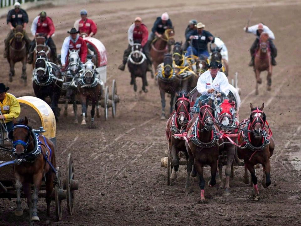Teams compete in a chuckwagon race at the Calgary Stampede on July 12, 2010.  (Jeff McIntosh/Canadian Press - image credit)