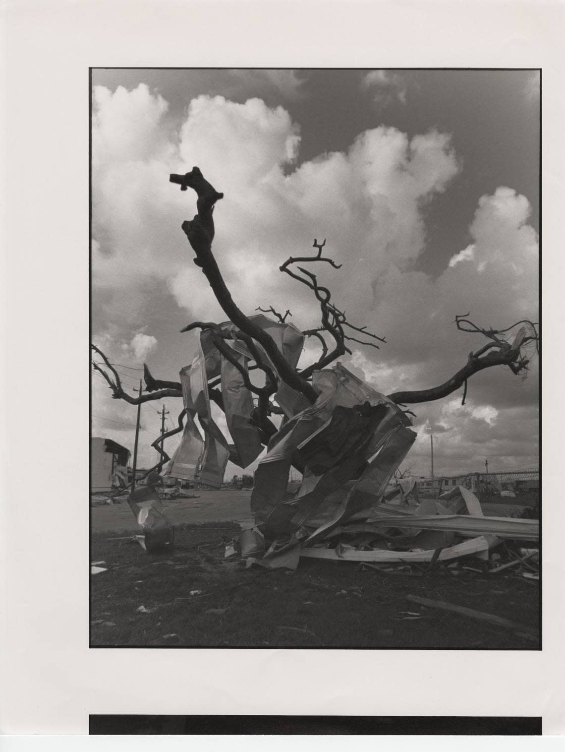 Trees were one of the biggest victims in the wake of Hurricane Andrew, which hit Homestead in the early morning hours of Aug. 24, 1992 as a devastating Category 5 hurricane. A Royal Ponciana tree is wrapped with aluminum siding.