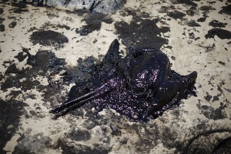 A pelican covered in oil is seen along the coast of Refugio State Beach in Goleta, California, United States, May 20, 2015.REUTERS/Lucy Nicholson