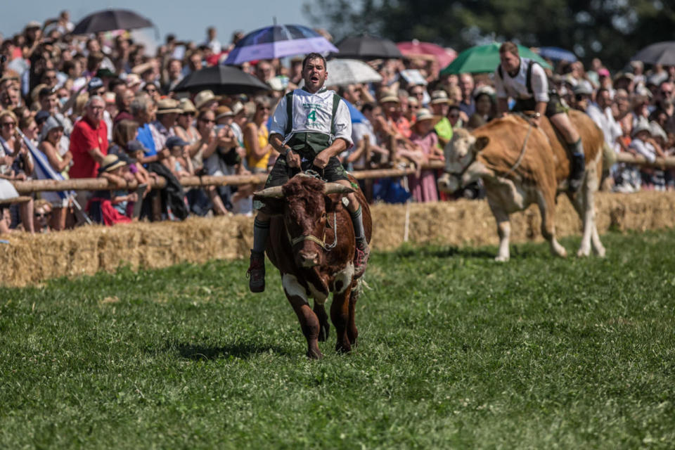 <p>Participants wearing traditional Bavarian lederhosen compete on their oxen in the 2016 Muensing Oxen Race (Muensinger Ochsenrennen) on August 28, 2016 in Muensing, Germany. (Photo: Matej Divizna/Getty Images)</p>
