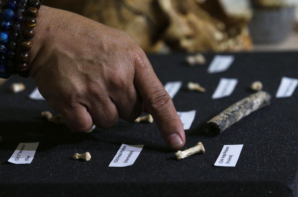 In this April 11, 2019, photo,, Filipino archeologist Armand Salvador Mijares shows fossil bones and teeth they recovered from Callao Cave belonging to a new species they called Homo Luzonensis during a press conference in metropolitan Manila, Philippines. Archaeologists who discovered fossil bones and teeth of a previously unknown human species that thrived more than 50,000 years ago in the northern Philippines say they plan more diggings and better protection of the popular limestone cave complex where the remains were unearthed. (AP Photo/Aaron Favila)