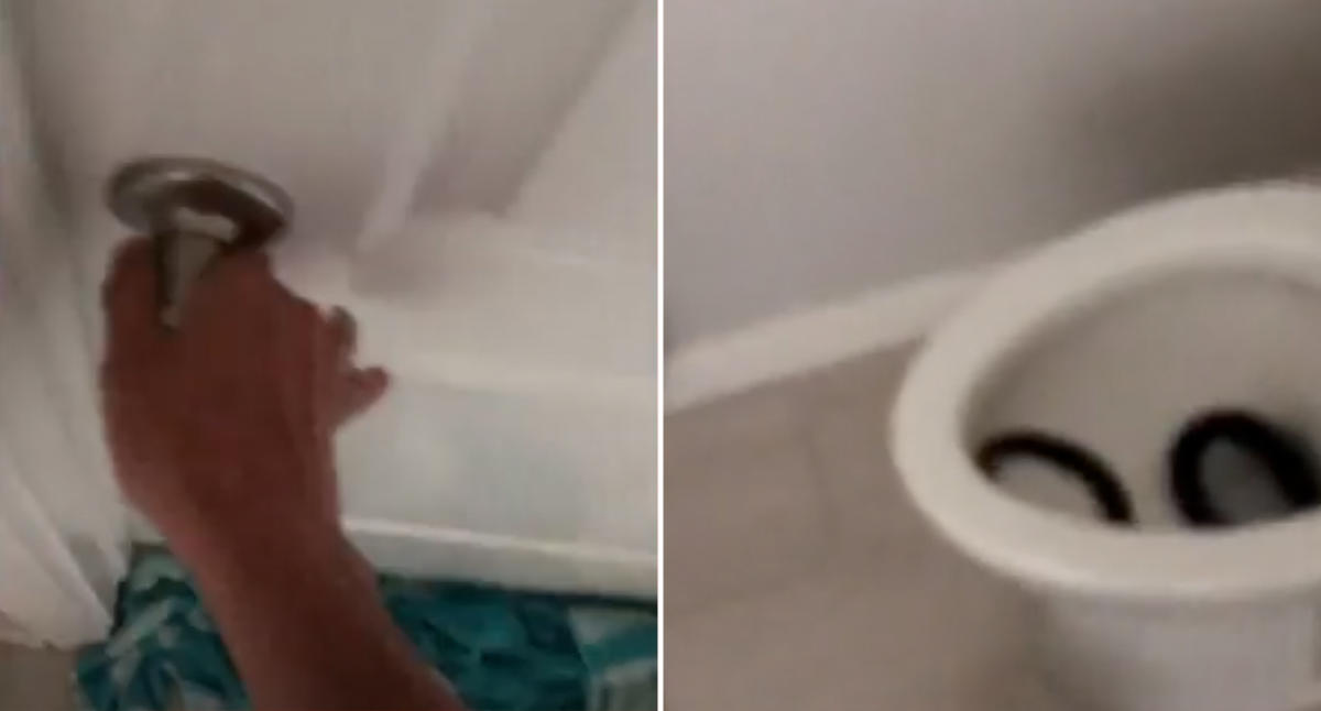 Arizona Woman Discovers Snake Inside Her Toilet