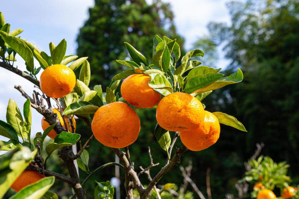 Satsumas