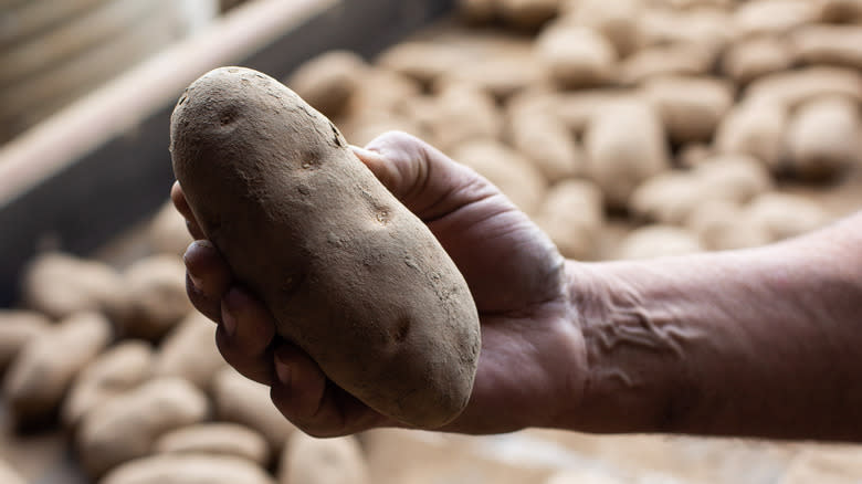 Someone holds a Russet potato