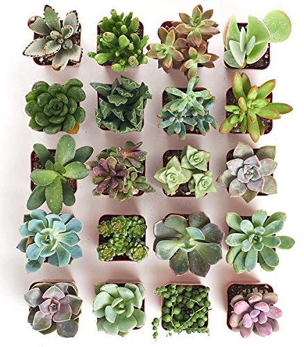 22) Pack of 20 Succulents