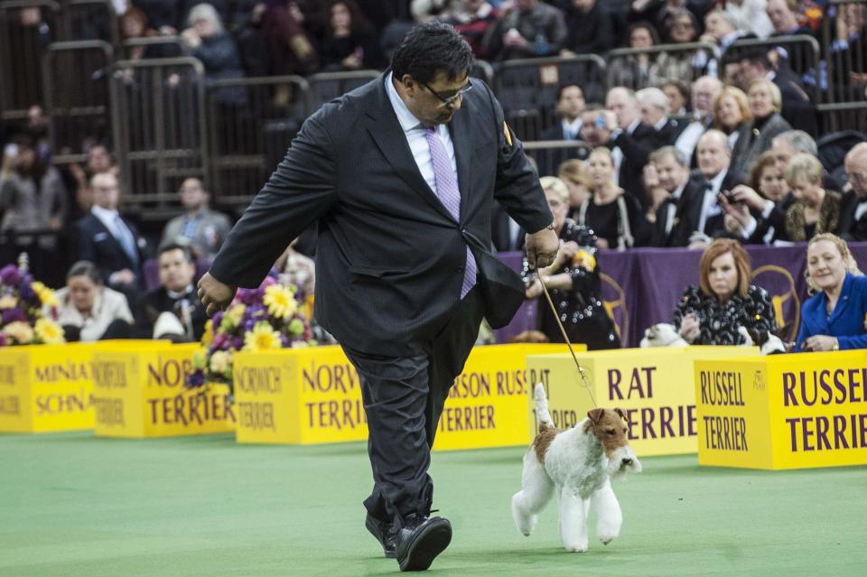 Wire fox terrier Afterall Painting The Sky is run through the ring by her handler as she competes in the terrier group the last day of judging of the 2014 Westminster Kennel Club Dog Show in New York