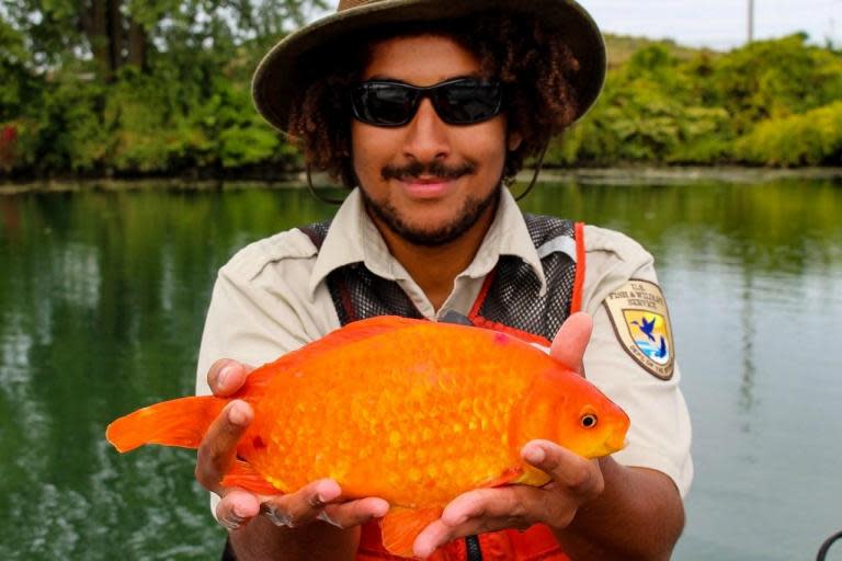 A goldfish that survived getting flushed down the toilet by its owner grew to a staggering 14 inches in the River Niagara.The fish was found downstream of a wastewater treatment plant in the Niagara River in New York after it was apparently discarded as a house pet.A non-profit organisation called Buffalo Niagara Waterkeeper caught the fish in the river’s Black Rock Canal.In a Facebook post a BNW spokesperson wrote: “This is why you should never flush your fish!”“Goldfish can survive year-round in our watershed and can destroy the habitat of native fish.”The post was accompanied by a picture of the giant fish held in two hands by employee Marcus Rostens.It read: “Scientists estimate that tens of millions of goldfish now live in the Great Lakes.”“If you cannot keep your pet, please return it to the store instead of flushing or releasing it.”BNW posted the image, which is believed to be a few years old, to educate people about the dangers of flushing fish.Goldfish are native to eastern Asia and usually reach about 1 to 2 inches in length when they live in aquariums or small fish tanks.However, when goldfish are released into streams and rivers they often grow to be 12 to 14 inches long, according to the New York State Department of Environmental Conservation.A BNW representative warned how invasive goldfish disrupt the natural biodiversity of vulnerable freshwater environments in large numbers.The representative told Live Science: "Aquatic invasive species that don't naturally belong in the Great Lakes, like this goldfish, are a constant threat to the health of native wildlife populations and their habitats."