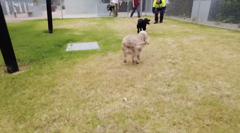 ▲澳洲犬貓入境隔離設施，不但有草皮，工作人員會帶隔離犬隻到戶外玩耍。（圖／澳洲隔離中心影片）