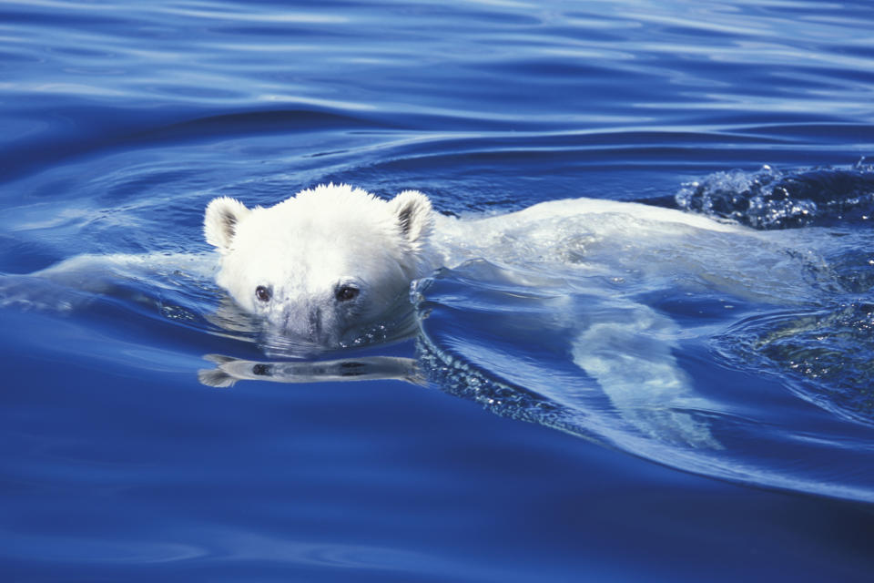 Ariu Polar (ursus maritimus) duke notuar në ujë nën-arktik blu të pastër kristal në Wager Bay Nunavut afër Hudson Bay, zona e Churchill, Manitoba, Kanadaja Veriore (Foto nga: Dennis Fast / VWPics/ Universal Images Group nëpërmjet Getty Images)