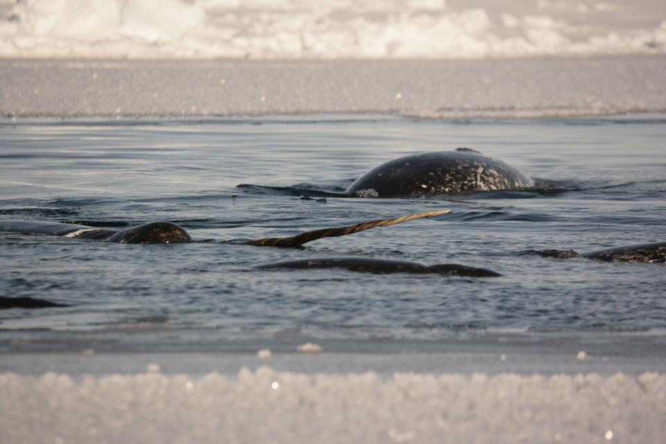 Narwhals in the pack ice. Note the spiral configuration of the tusk.