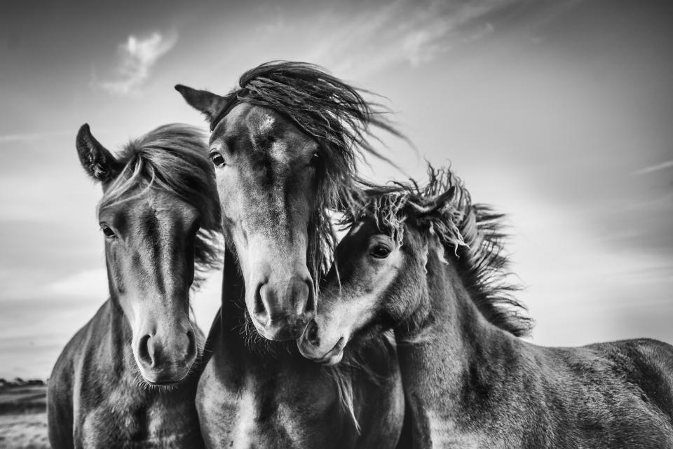 Horses In Ranch Against Sky