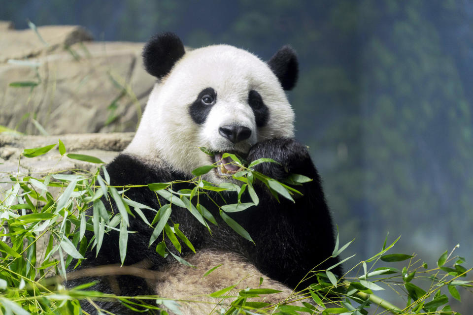 Giant panda Xiao Qi Ji eats bamboo in his enclosure at the Smithsonian National Zoo in Washington, Thursday, Sept. 28, 2023. / Credit: Jose Luis Magana / AP