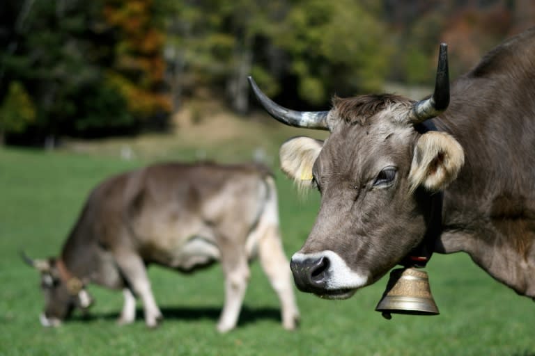 Switzerland has used the image of the horned cow to promote everything from its chocolate to its mountainous landscape