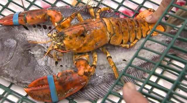 The extremely rare lobster didn't look real. Photo: WTNH