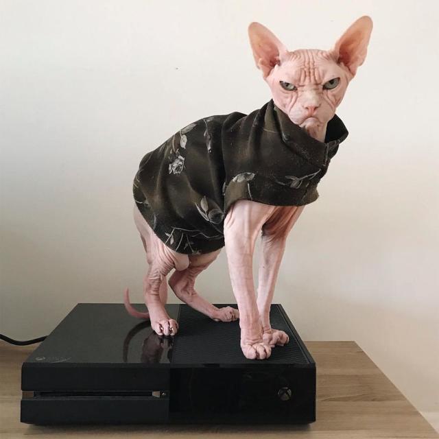 Pictures of Loki the Sphynx, the New Grumpy Cat