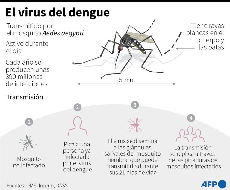 Esquema sobre el virus del dengue, con datos sobre el mosquito Aedes aegypti y la forma de transmisión (Gabriela VAZ)
