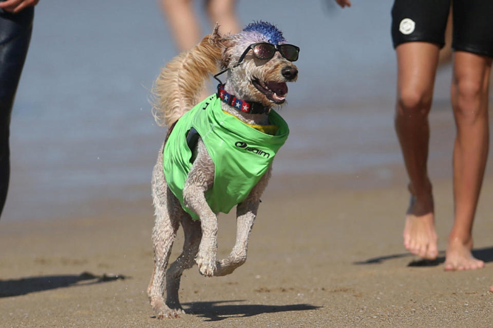 <p>A dog runs on the beach after competing in the Surf City Surf Dog competition in Huntington Beach, California, U.S., September 25, 2016. REUTERS/Lucy Nicholson</p>