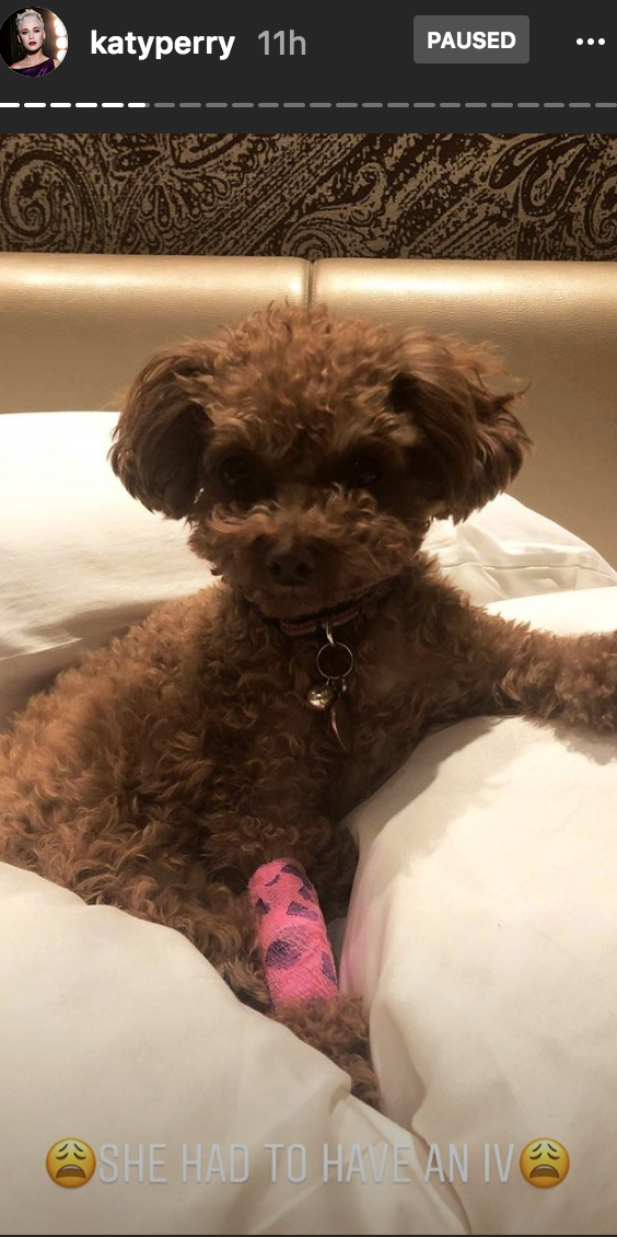 The 'Roar' singer took to Instagram Stories to share how her dog had a scary accident but is now doing fine thanks to her friend.