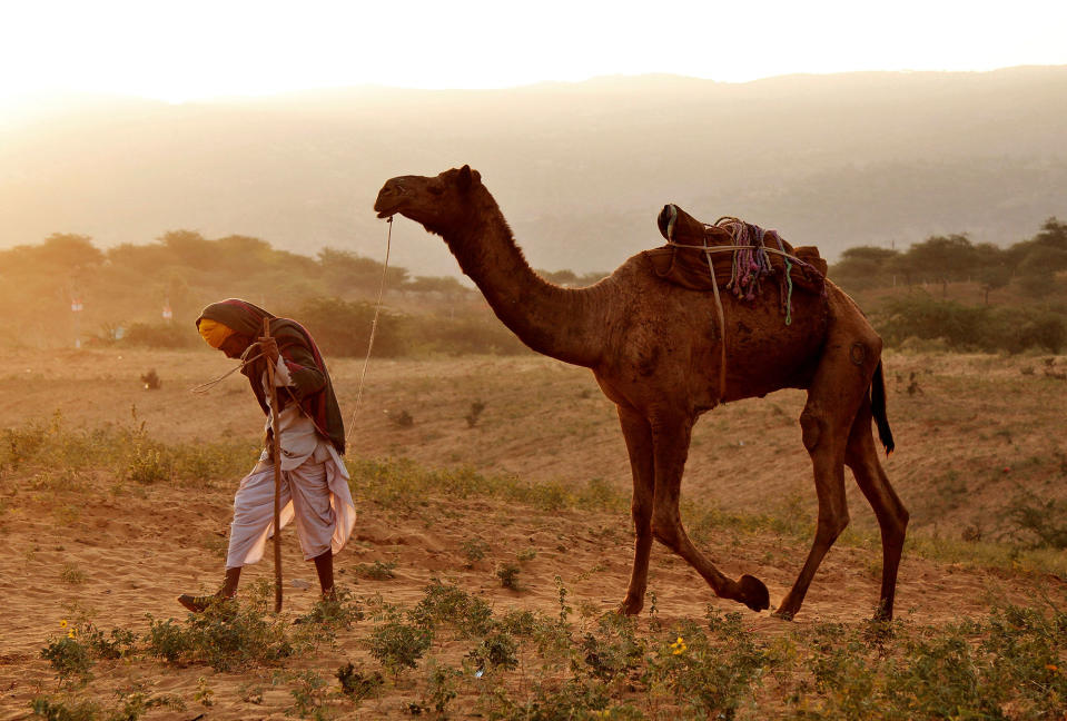Camel trader in Rajasthan, India
