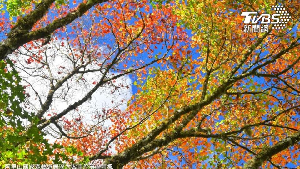 氣溫降賞楓正當時 阿里山楓紅滿天（圖/漫步在雲端的阿里山）