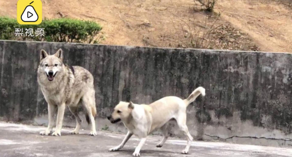 The ant-social wolf had become 'depressed' in isolation from the rest of the pack, so  zoo keepers introduced a puppy pal as a companion