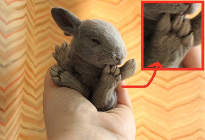 A person holds a small gray rabbit gently in their hand while it cuddles up. The background is a patterned curtain