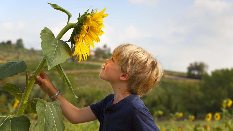 sunflowers