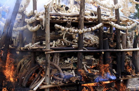 A pile of raw and processed ivory confiscated from smugglers and poachers, that weighs a total of 6.1 tonnes, is burnt in Ethiopia's capital Addis Ababa, March 20, 2015. REUTERS/Tiksa Negeri