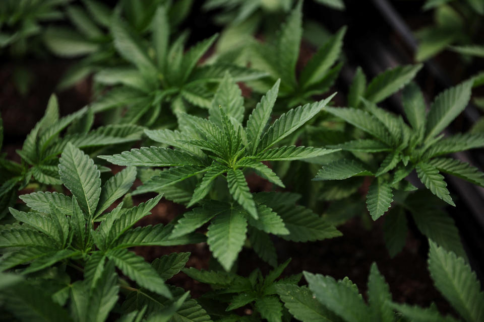 Marijuana plants for the adult recreational market are seen inside a greenhouse at Hepworth Farms in Milton, N.Y.