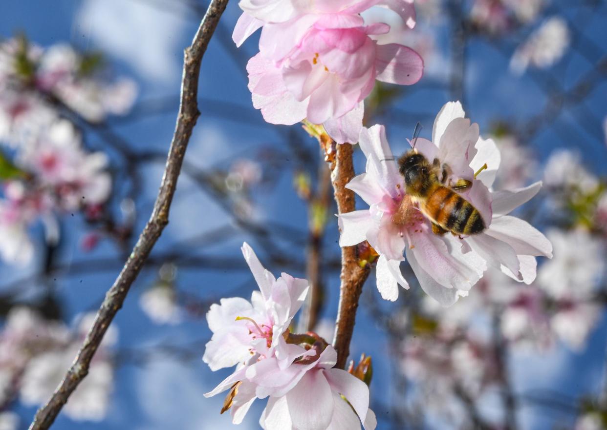 A bee collects pollen at a flowering Cherry tree.