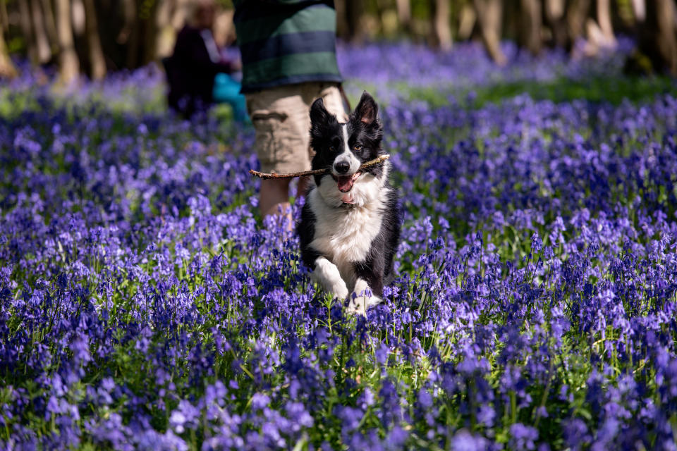 Badger the Border Collie surrounded by bluebells at Shrawley Wood in Worcestershire, as sweltering temperatures are expected to hit the UK at the end of the week bringing the hottest April in almost a decade.