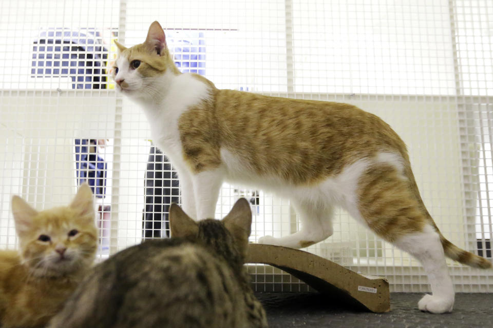 In this Thursday, March 28, 2013 photo, a cat and kittens who were displaced due to fires are seen at Red Paw's adoption facility, in Philadelphia. The emergency relief service Red Paw has paired with the local Red Cross to care for animals displaced by flames, floods or other residential disasters, with the goal of eventually reuniting them with their owners. (AP Photo/Matt Rourke)