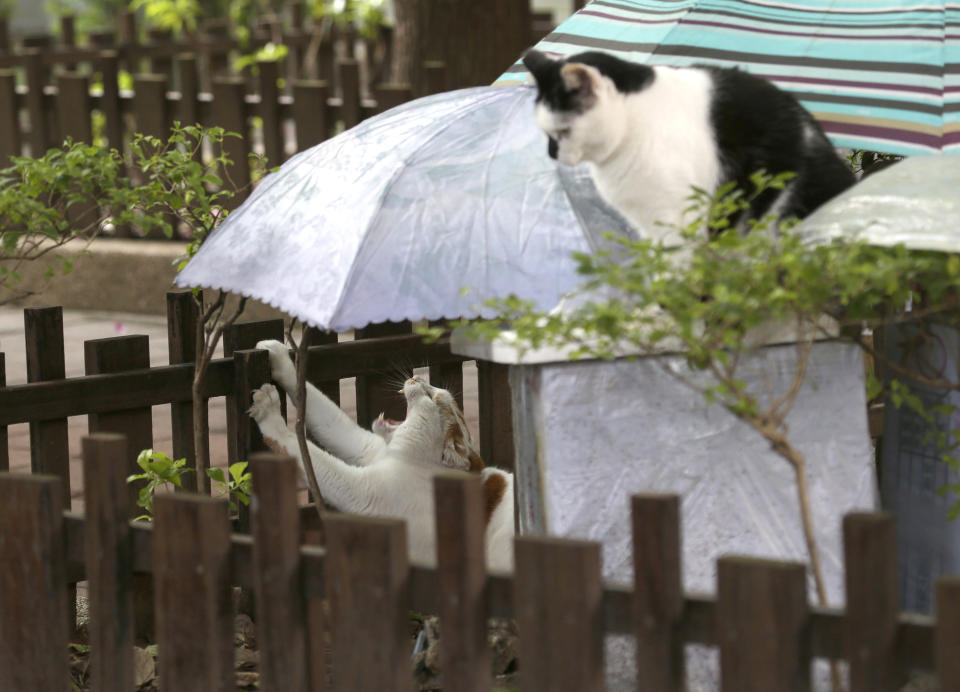 Street cats "Flower," left, and "Pipi" wait to be fed a Midnight Cafeteria in Taipei, Taiwan, Sunday, Dec. 27, 2020. Launched in September, the “cafeteria” is actually 45 small wooden houses painted by Taiwanese artists and scattered across Taipei. The idea is to give the cats a place to rest while making feeding them less messy. (AP Photo/Chiang Ying-ying)