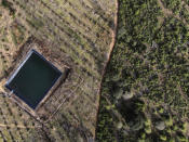 A retaining pond sits amid an avocado plantation bordering a pine forest in the Indigenous township of Cheran, Michoacan state, Mexico Thursday, Jan. 20, 2022. Regular citizens have taken the fight against illegal logging into their own hands in the pine-covered mountains of western Mexico. Over the last decade they have seen illegal logging clear the hillsides for plantations of water hungry avocado trees. (AP Photo/Fernando Llano)