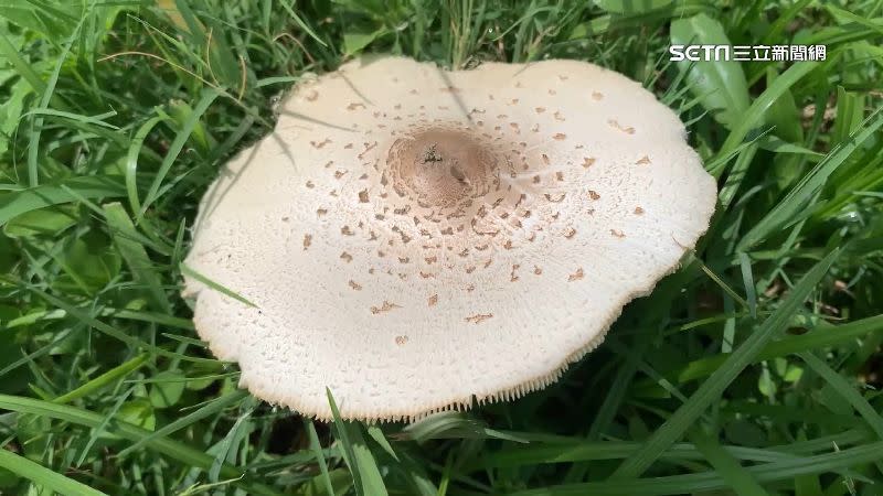 小心毒菇，「綠褶菇」在林園濕地公園現蹤。