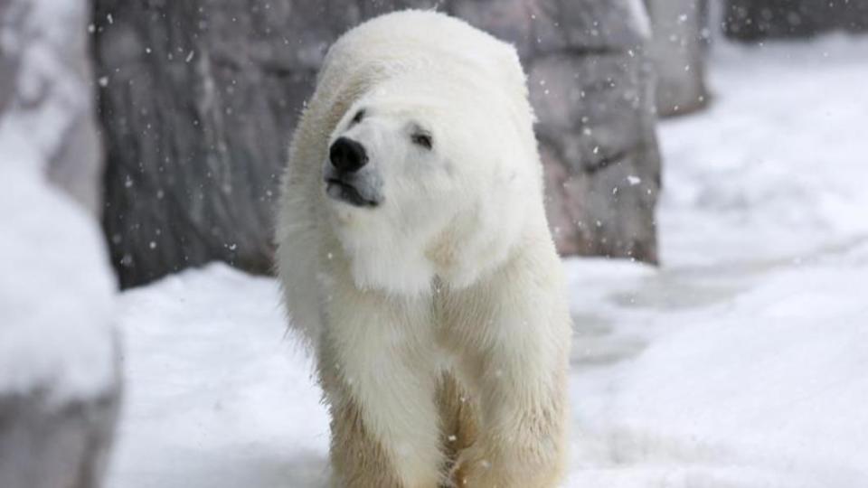 圖／翻攝自旭山動物園官網