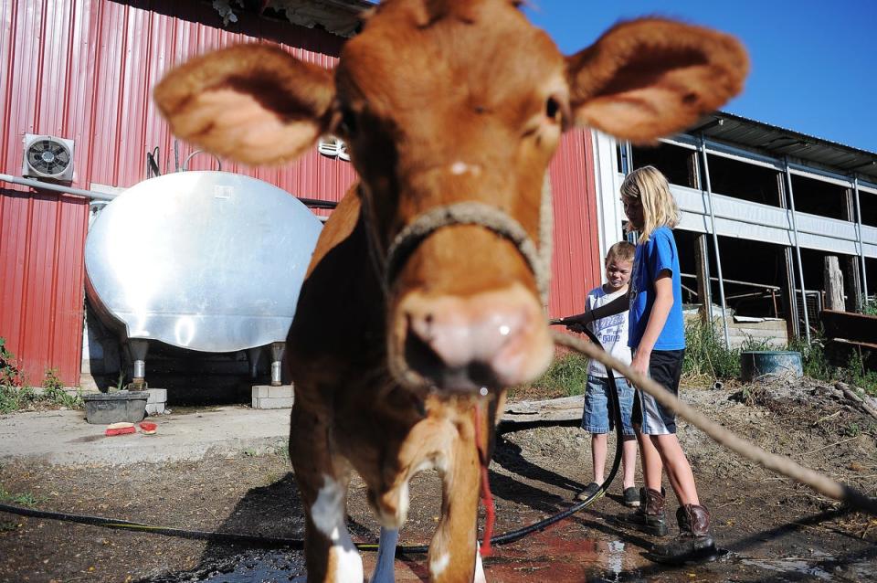 Skyler Plucker, 8, son of dairy farmer Stuart Plucker, and his cousin, Jodee Steen, 11, give a calf a bath in preparation for the Turner County Fair on Friday, Aug. 7, 2015, at his dairy farm West of Tea, S.D. "With the robotic milker the cows got the freedom to come and go as they please, and I don't have to be standing there over top of them watching them be milked. It's really freed up my evenings to be with my kids and my family," said Plucker, who has a robotic milking system. 